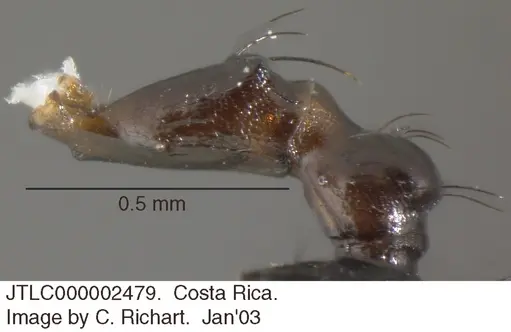 Crematogaster nigropilosa specimen JTLC000002479 image jtlc000002479_2