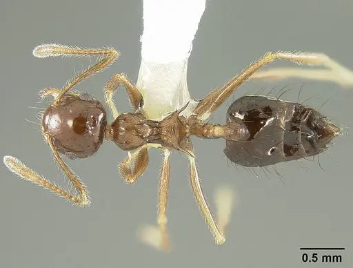 Crematogaster nigropilosa specimen USNMENT00413803 image usnment00413803_1