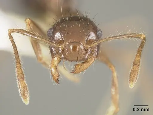 Crematogaster nigropilosa specimen USNMENT00413803 image usnment00413803_2