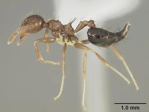 Crematogaster nigropilosa specimen USNMENT00413803 image usnment00413803_3