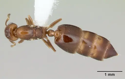 Crematogaster nitidiceps specimen CASENT0173941 image casent0173941_1