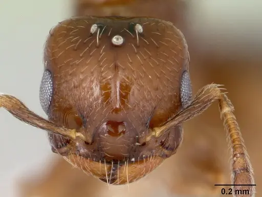 Crematogaster nitidiceps specimen CASENT0173941 image casent0173941_2