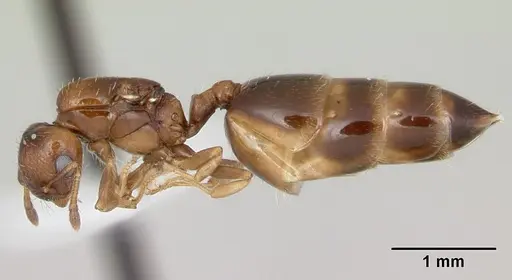Crematogaster nitidiceps specimen CASENT0173941 image casent0173941_3