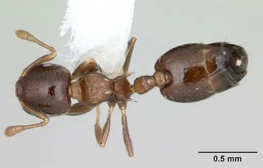 Crematogaster nitidiceps specimen CASENT0173942 image casent0173942_1