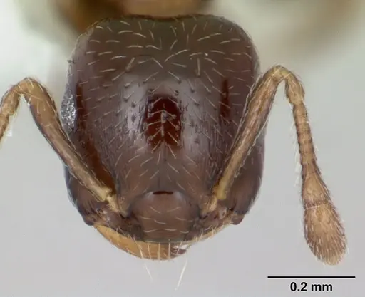 Crematogaster nitidiceps specimen CASENT0173942 image casent0173942_2