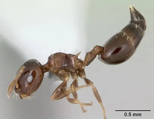Crematogaster nitidiceps specimen CASENT0173942 image casent0173942_3