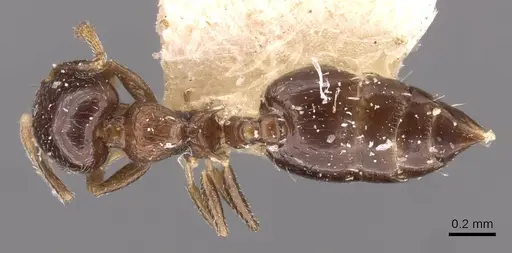 Crematogaster nitidiceps specimen CASENT0908430 image casent0908430_1