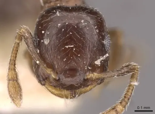 Crematogaster nitidiceps specimen CASENT0908430 image casent0908430_2