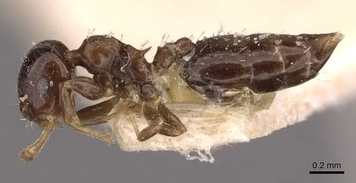 Crematogaster nitidiceps specimen CASENT0908430 image casent0908430_3