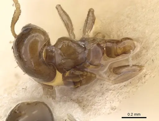 Crematogaster nitidiceps specimen CASENT0912784 image casent0912784_1