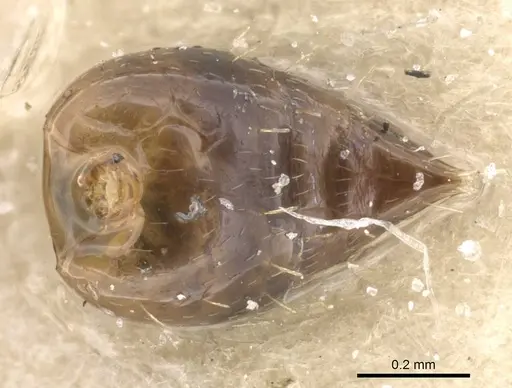 Crematogaster nitidiceps specimen CASENT0912784 image casent0912784_2