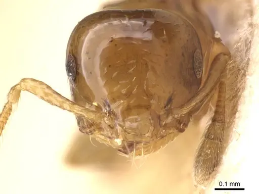 Crematogaster nitidiceps specimen CASENT0912784 image casent0912784_3