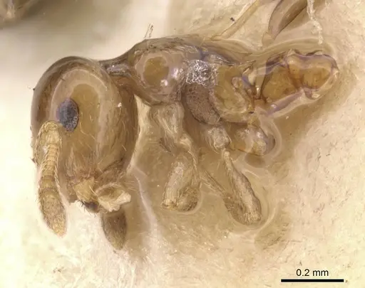 Crematogaster nitidiceps specimen CASENT0912784 image casent0912784_4