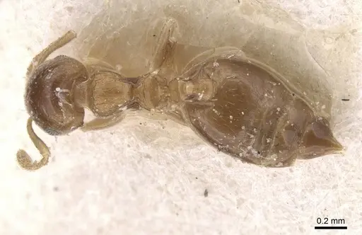 Crematogaster nitidiceps specimen CASENT0912785 image casent0912785_1