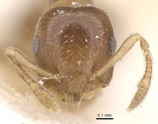 Crematogaster nitidiceps specimen CASENT0912785 image casent0912785_2