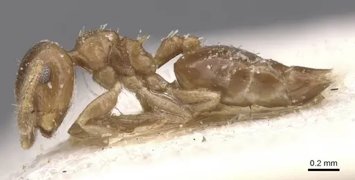 Crematogaster nitidiceps specimen CASENT0912785 image casent0912785_3