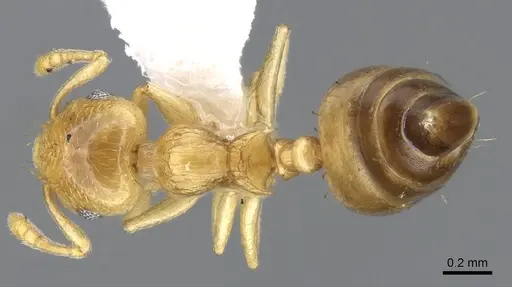 Crematogaster nitidiceps specimen CASENT0914579 image casent0914579_1