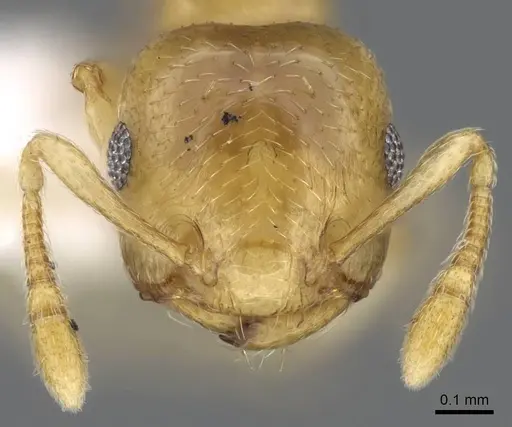 Crematogaster nitidiceps specimen CASENT0914579 image casent0914579_2