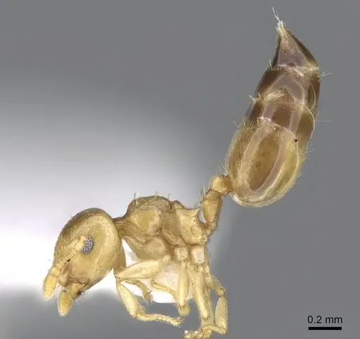 Crematogaster nitidiceps specimen CASENT0914579 image casent0914579_3