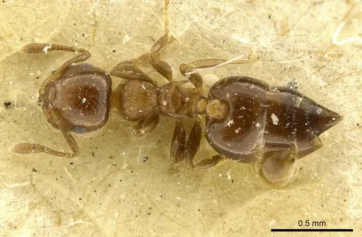 Crematogaster nitidiceps specimen CASENT0919711 image casent0919711_1