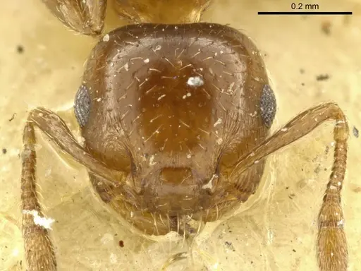 Crematogaster nitidiceps specimen CASENT0919711 image casent0919711_2