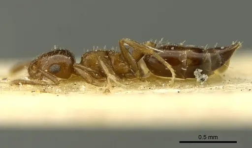 Crematogaster nitidiceps specimen CASENT0919711 image casent0919711_3