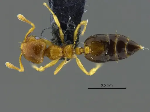Crematogaster nitidiceps specimen CBUMAGENT41939 image cbumagent41939_1