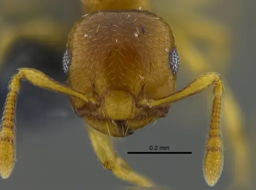 Crematogaster nitidiceps specimen CBUMAGENT41939 image cbumagent41939_2
