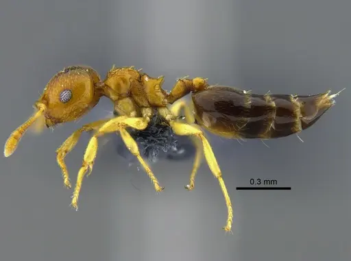 Crematogaster nitidiceps specimen CBUMAGENT41939 image cbumagent41939_3