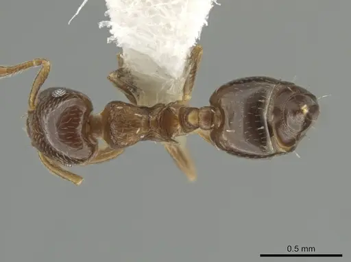 Crematogaster nitidiceps specimen JTLC000001455 image jtlc000001455_1