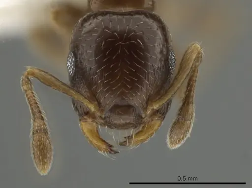 Crematogaster nitidiceps specimen JTLC000001455 image jtlc000001455_2