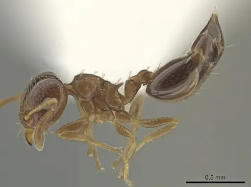 Crematogaster nitidiceps specimen JTLC000001455 image jtlc000001455_3