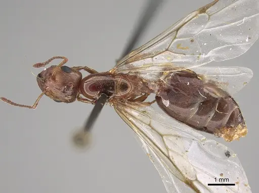 Crematogaster nocturna specimen CASENT0923321 image casent0923321_1