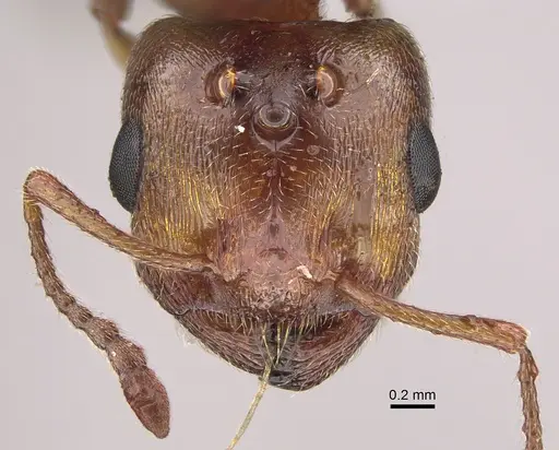 Crematogaster nocturna specimen CASENT0923321 image casent0923321_2