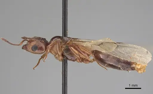 Crematogaster nocturna specimen CASENT0923321 image casent0923321_3