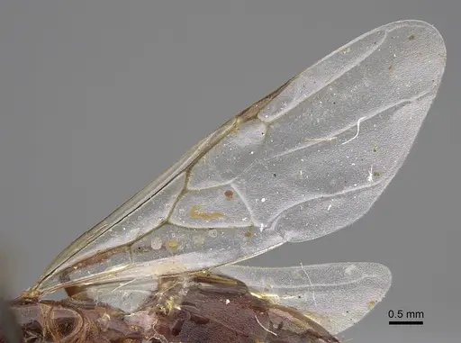 Crematogaster nocturna specimen CASENT0923321 image casent0923321_4