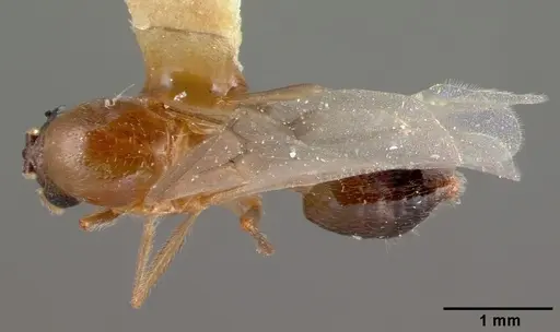 Crematogaster nocturna specimen CASTYPE11424 image castype11424_1