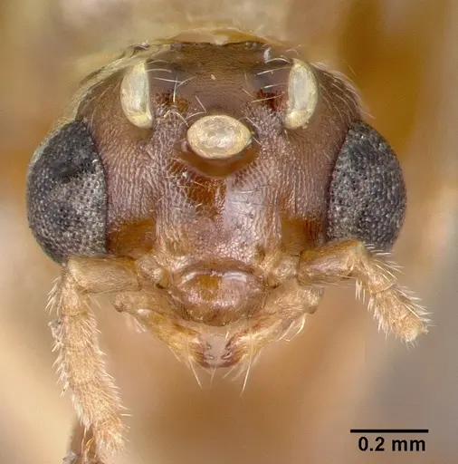 Crematogaster nocturna specimen CASTYPE11424 image castype11424_2