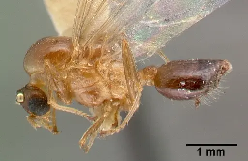 Crematogaster nocturna specimen CASTYPE11424 image castype11424_3