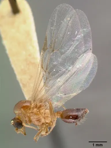 Crematogaster nocturna specimen CASTYPE11424 image castype11424_4