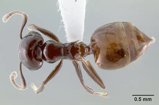 Crematogaster nosibeensis specimen CASENT0423096 image casent0423096_1