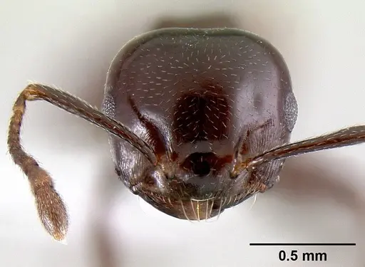 Crematogaster nosibeensis specimen CASENT0423096 image casent0423096_2