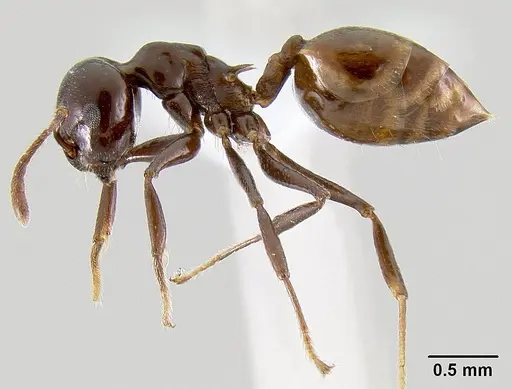 Crematogaster nosibeensis specimen CASENT0423096 image casent0423096_3