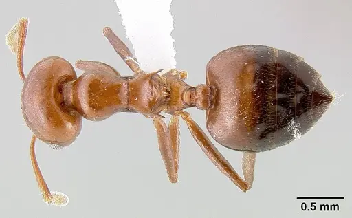 Crematogaster nosibeensis specimen CASENT0423447 image casent0423447_1