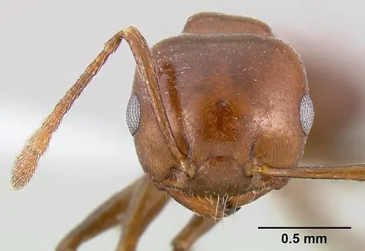Crematogaster nosibeensis specimen CASENT0423447 image casent0423447_2