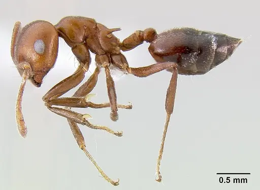 Crematogaster nosibeensis specimen CASENT0423447 image casent0423447_3