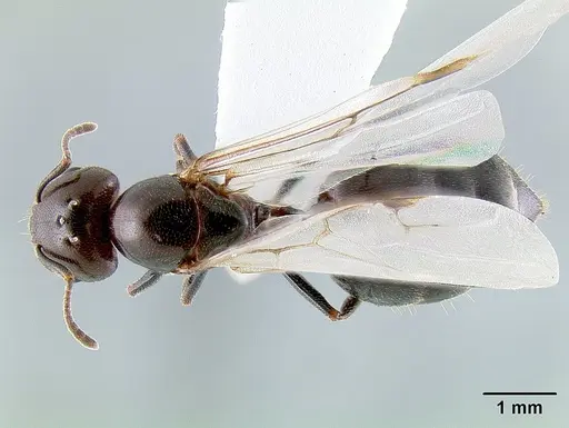 Crematogaster nosibeensis specimen CASENT0436030 image casent0436030_1