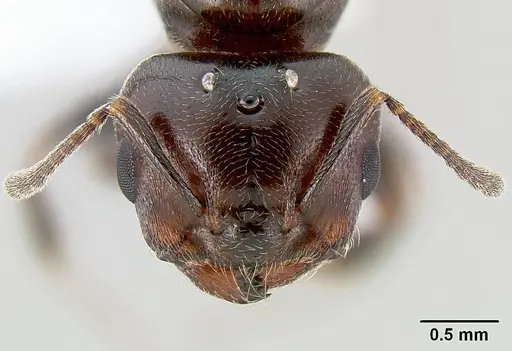 Crematogaster nosibeensis specimen CASENT0436030 image casent0436030_2