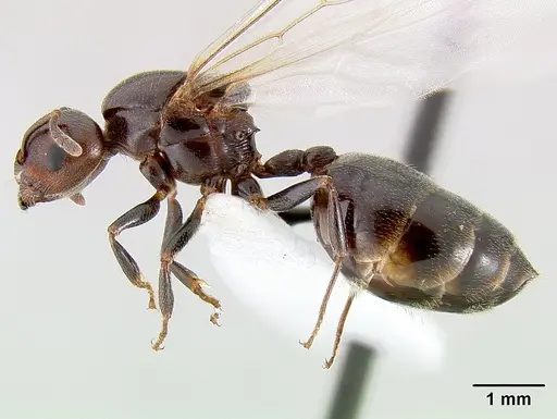 Crematogaster nosibeensis specimen CASENT0436030 image casent0436030_3