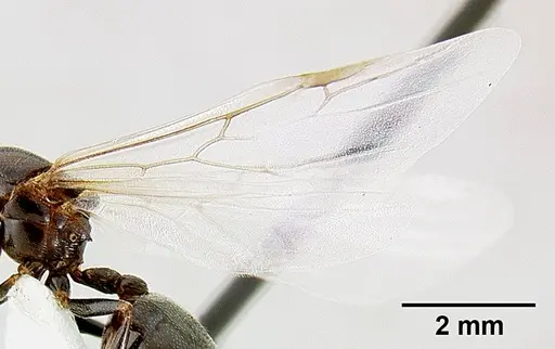Crematogaster nosibeensis specimen CASENT0436030 image casent0436030_4